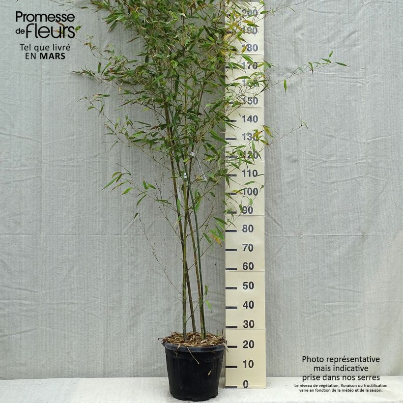 Phyllostachys nigra Boryana - Black Bamboo 7.5L/10L pot sample as delivered in spring
