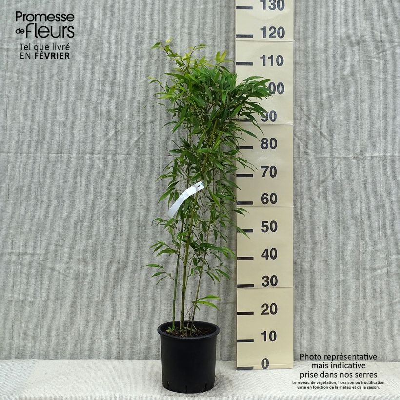 Phyllostachys nigra Boryana - Black Bamboo 4L/5L pot sample as delivered in winter