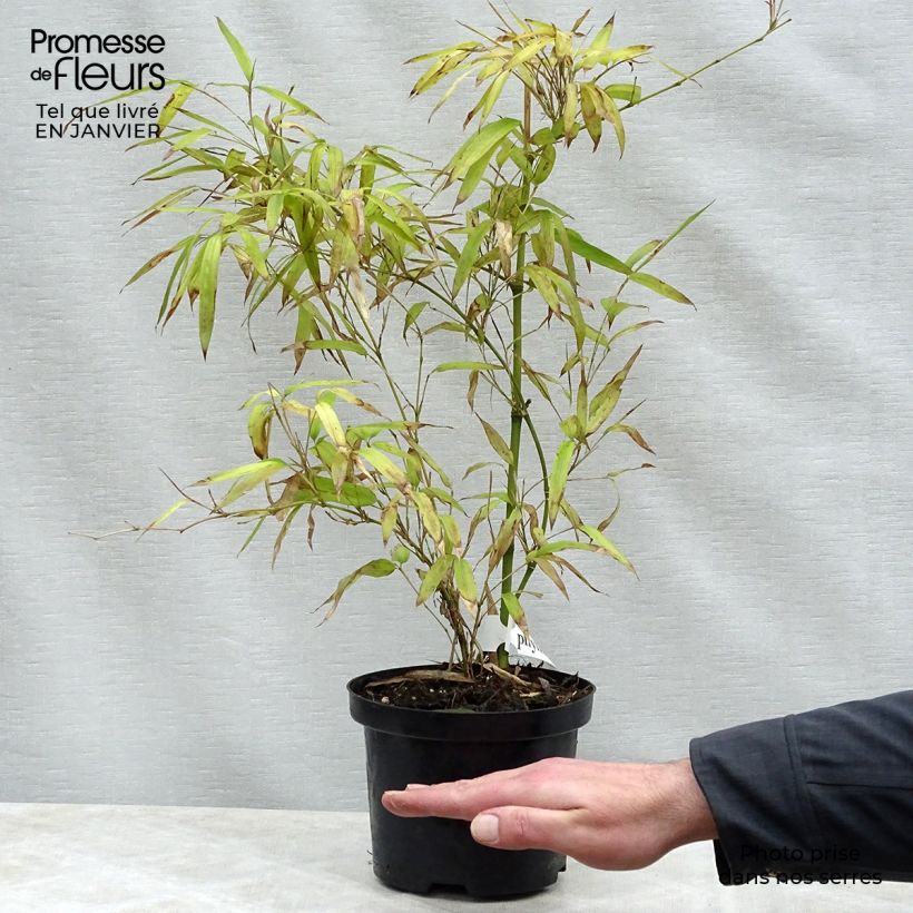 Phyllostachys parviflora - Giant Bamboo 4L/5L pot sample as delivered in winter