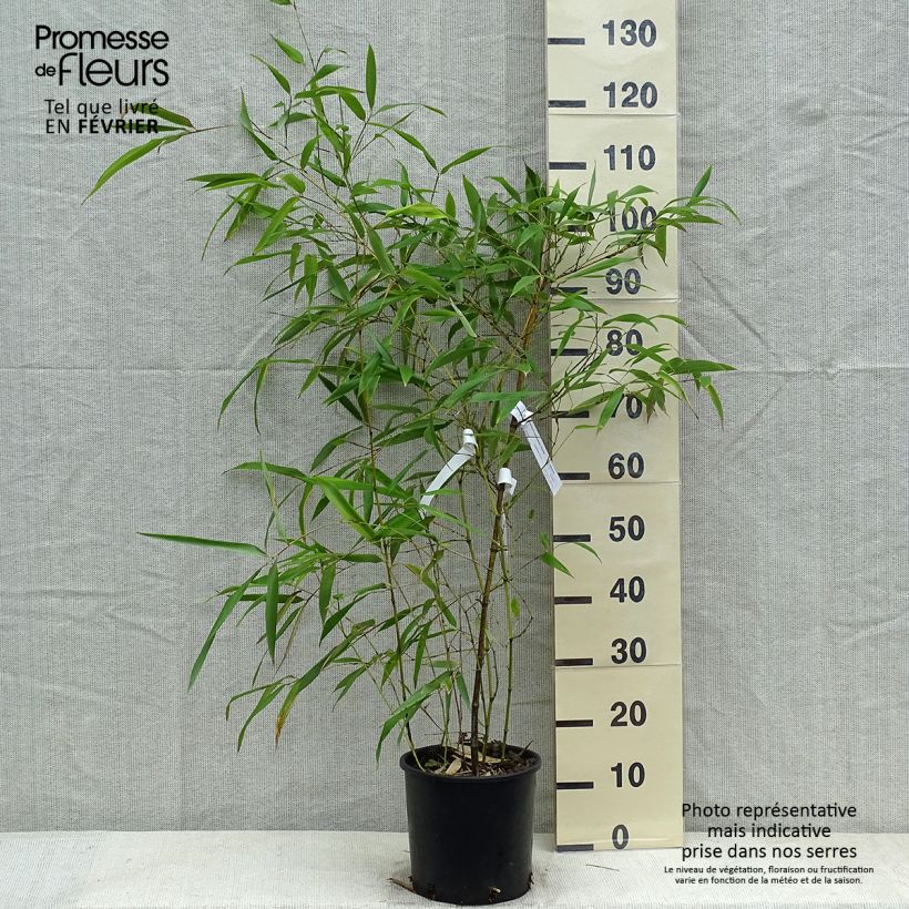 Phyllostachys viridiglaucescens - Green-glaucous Bamboo 4L/5L pot sample as delivered in winter