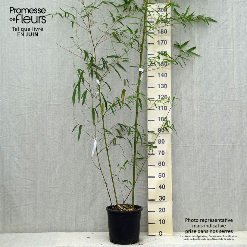 Phyllostachys vivax Aureocaulis - Golden Chinese Timber Bamboo 4L/5L pot sample as delivered in spring
