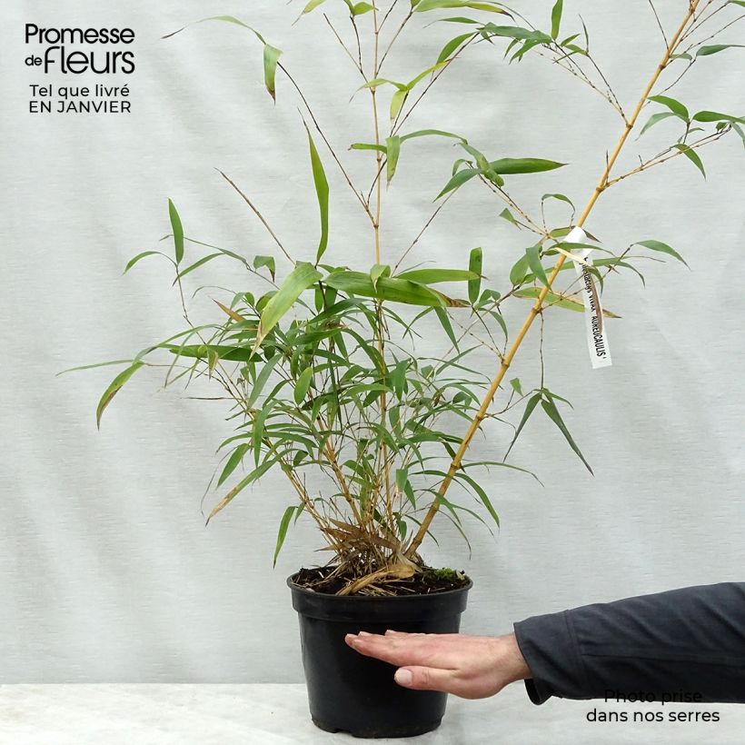 Phyllostachys vivax MacClure - Golden Chinese Timber Bamboo 7.5L/10L pot sample as delivered in winter
