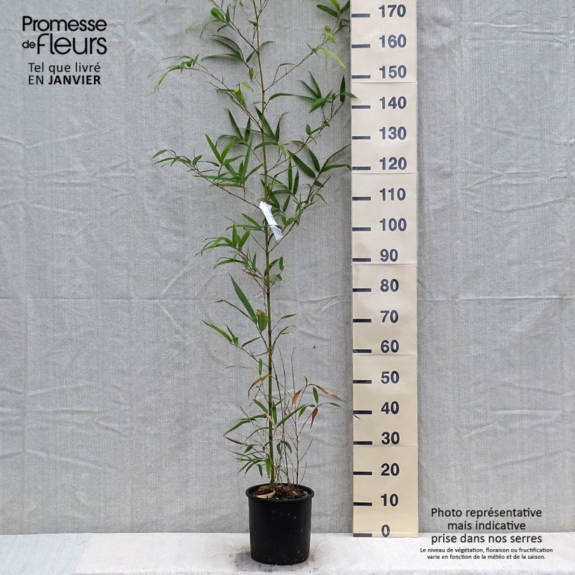 Phyllostachys vivax MacClure - Golden Chinese Timber Bamboo 4L/5L pot sample as delivered in winter