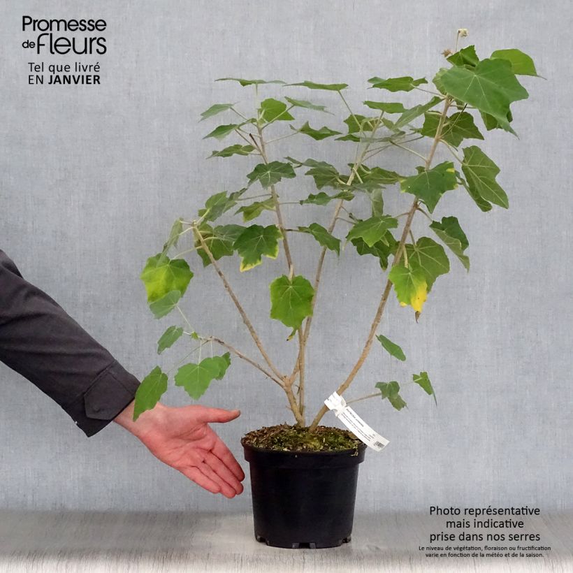 Phymosia umbellata 4L/5L pot sample as delivered in winter