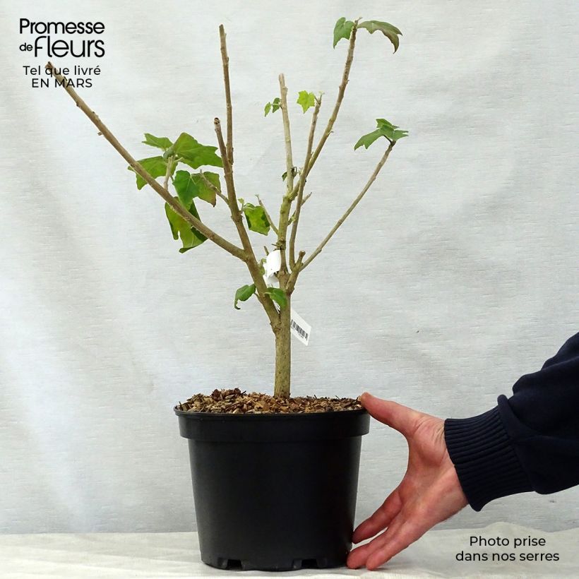 Phymosia umbellata 4L/5L pot sample as delivered in spring