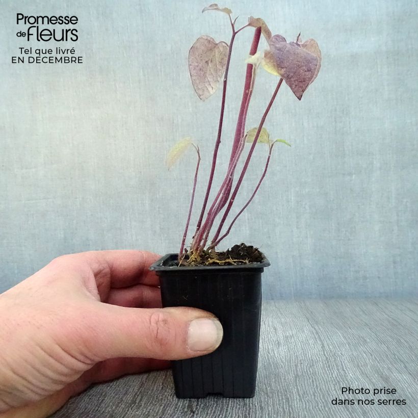 Physalis peruviana 7/8 cm pot sample as delivered in winter