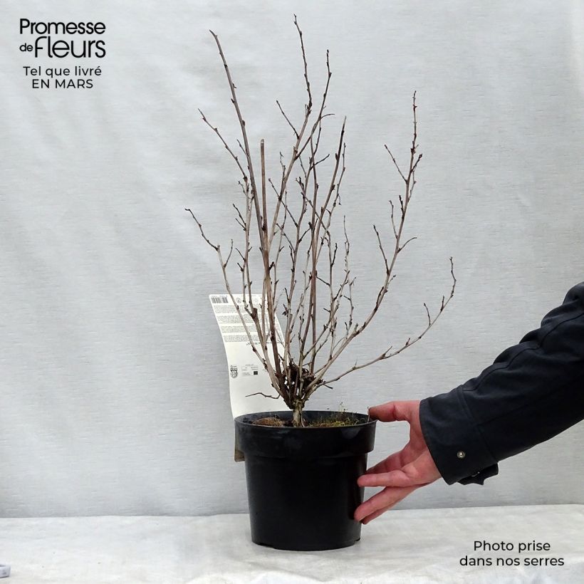Physocarpus opulifolius Rubella - Ninebark 2L/3L pot sample as delivered in spring