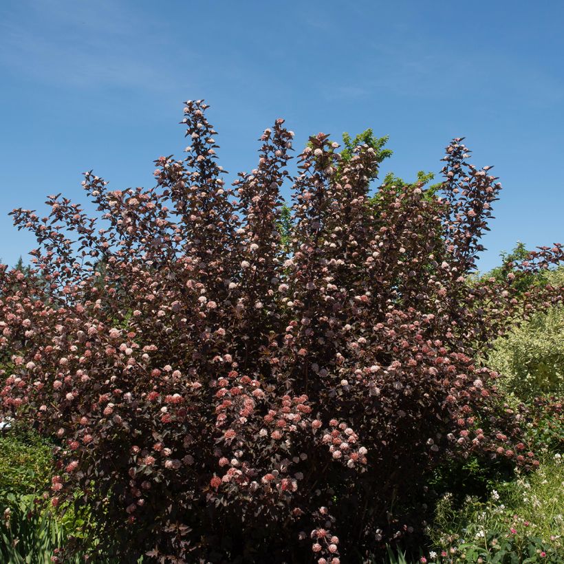 Physocarpus opulifolius Diable D'Or - Ninebark (Plant habit)
