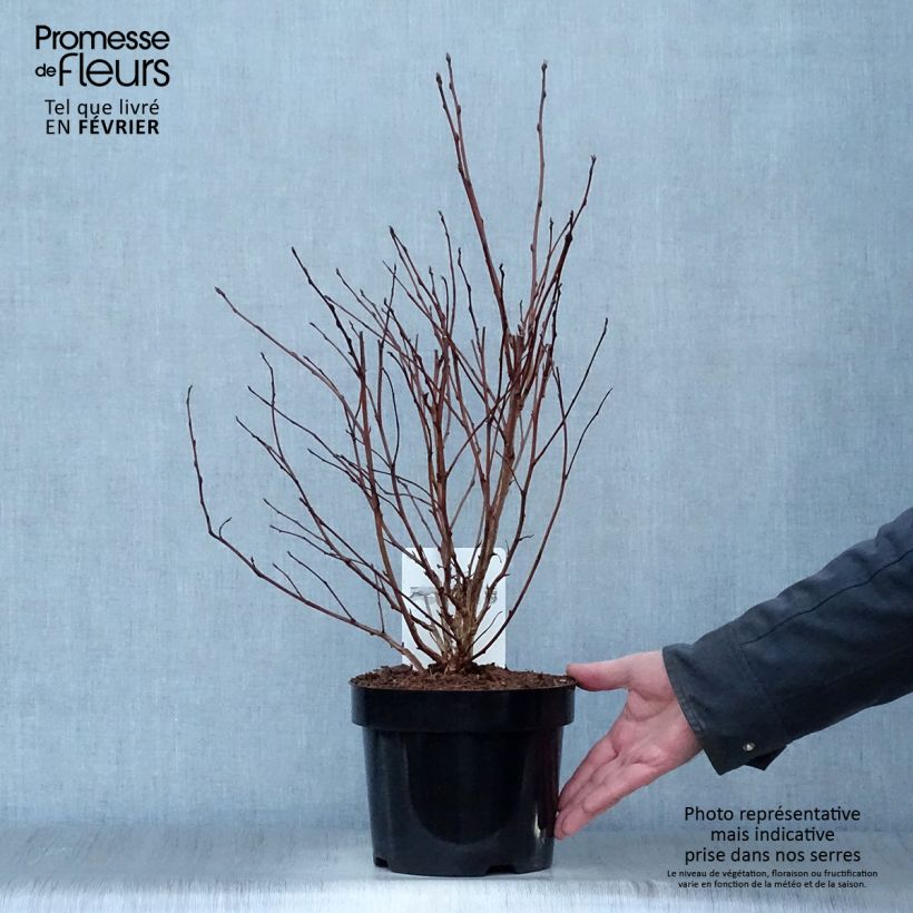 Physocarpus opulifolius Darts Gold - Ninebark 3L/4L pot sample as delivered in winter