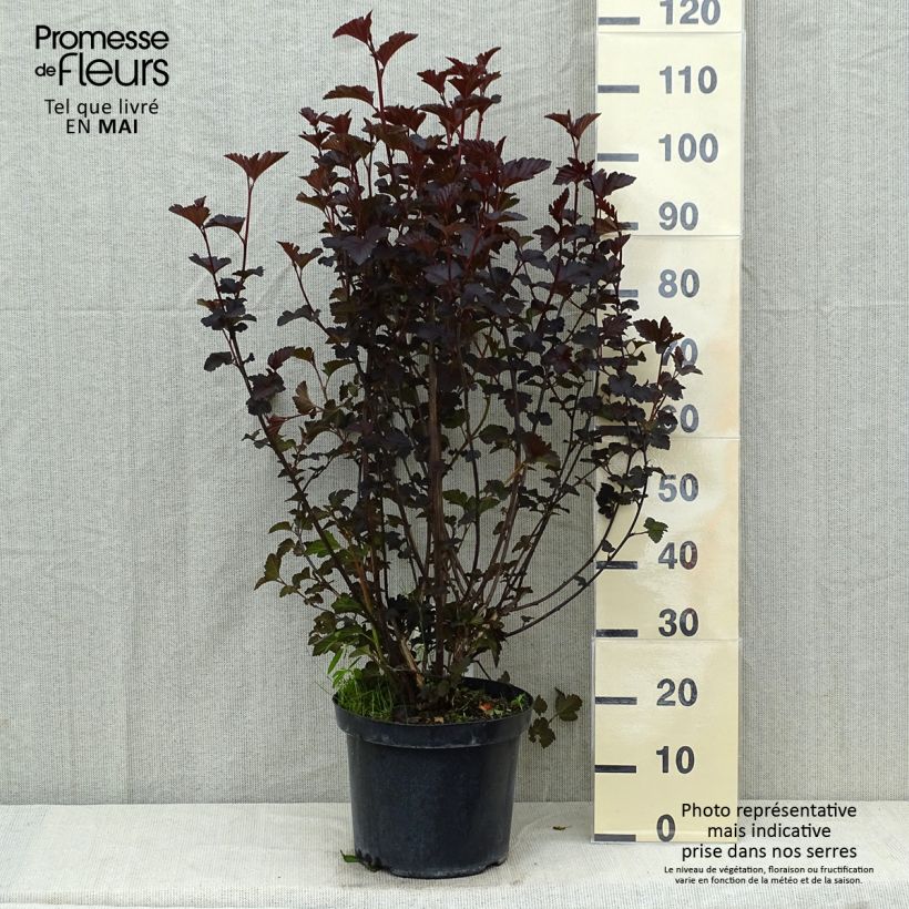Physocarpus opulifolius Midnight - Ninebark 7.5L/10L pot sample as delivered in spring