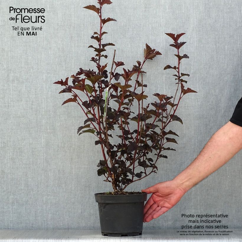 Physocarpus opulifolius Midnight - Ninebark 3L/4L pot sample as delivered in spring
