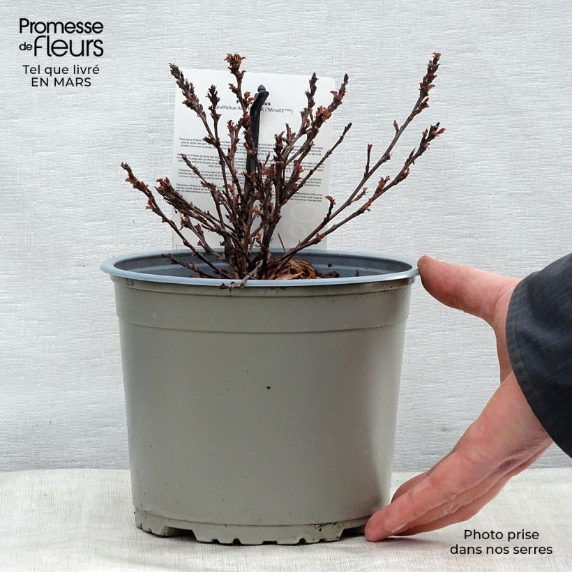 Physocarpus opulifolius All Black - Ninebark 3L/4L pot sample as delivered in spring