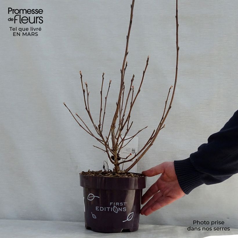 Physocarpus opulifolius Amber Jubilee - Ninebark 3L/4L pot sample as delivered in spring
