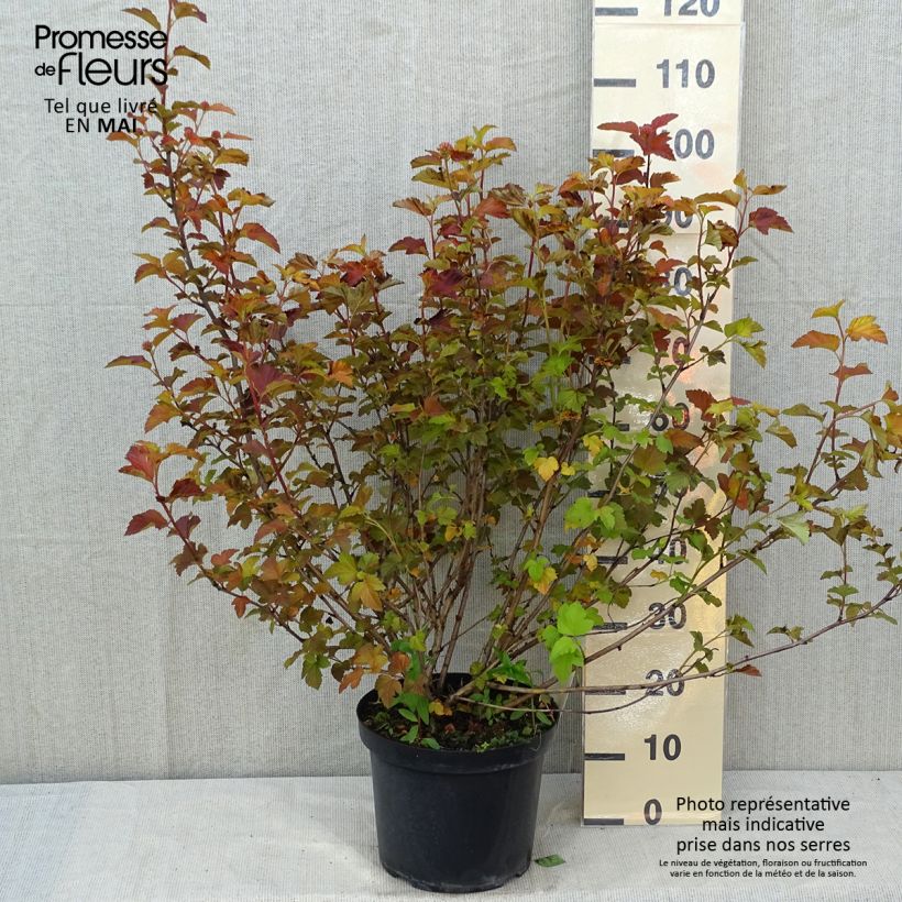 Physocarpus opulifolius Amber Jubilee - Ninebark 7.5L/10L pot sample as delivered in spring