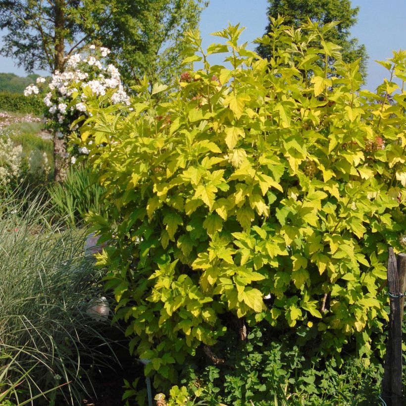 Example of Physocarpus opulifolius Angel Gold - Physocarpe Pot de 3L/4L specimen as delivered