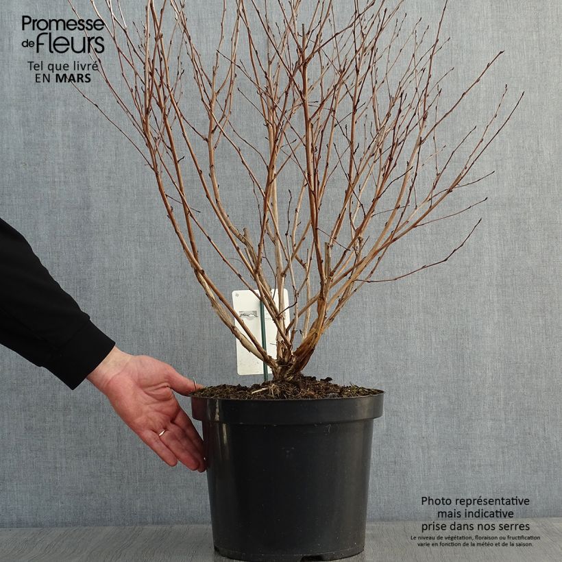 Physocarpus opulifolius Angel Gold 7.5L/10L pot sample as delivered in winter