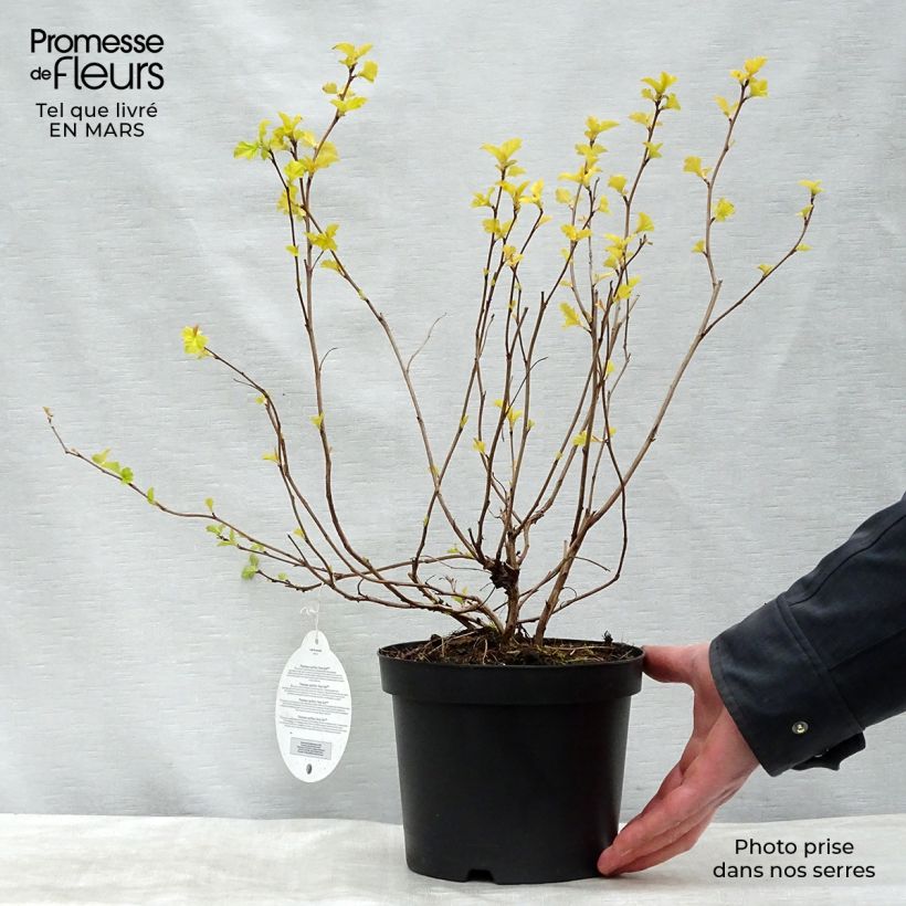 Physocarpus opulifolius Annys Gold  - Ninebark 3L/4L pot sample as delivered in winter