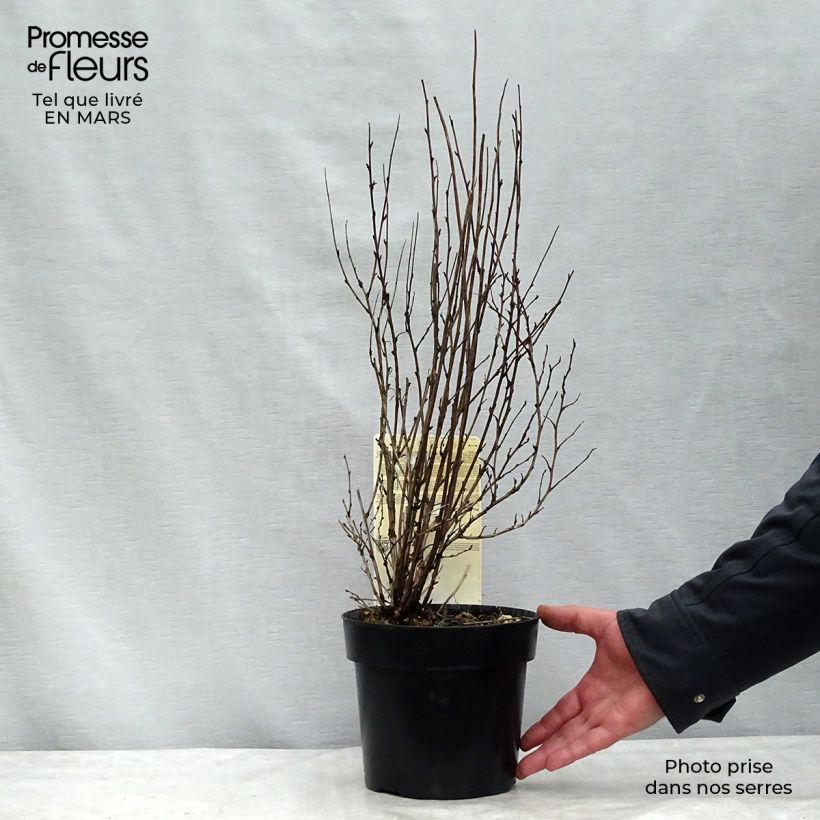 Physocarpus opulifolius Burgundy Candy - Ninebark 2L/3L pot sample as delivered in spring