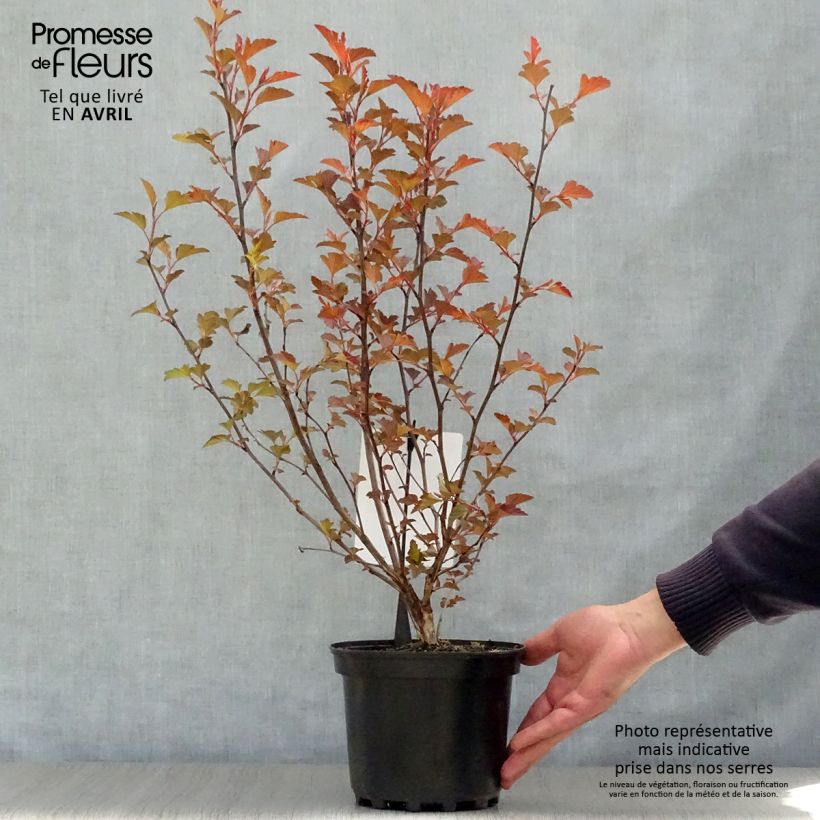 Physocarpus opulifolius Diable D'Or - Ninebark 3L/4L pot sample as delivered in spring