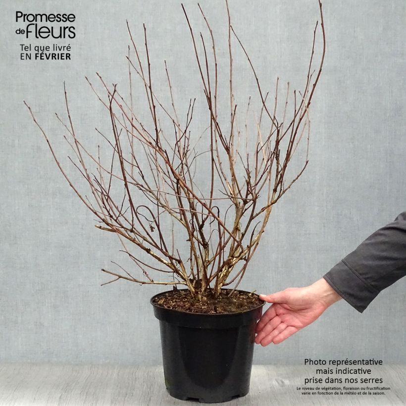 Physocarpus opulifolius Diabolo - Ninebark 6L/7L pot sample as delivered in winter