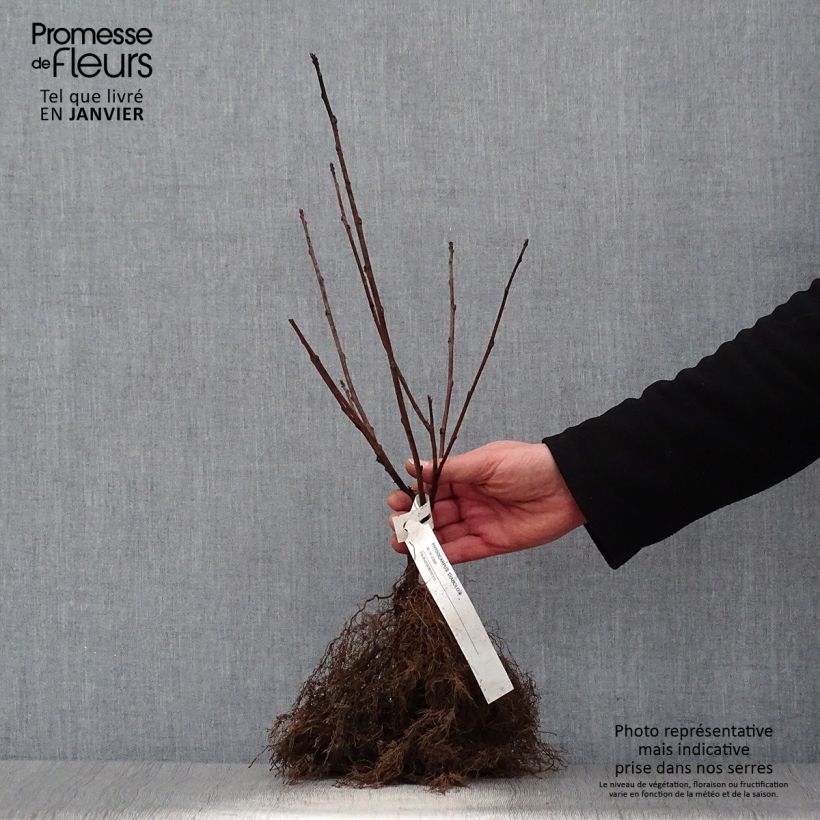 Physocarpus opulifolius Diabolo - Ninebark Bare root sample as delivered in winter