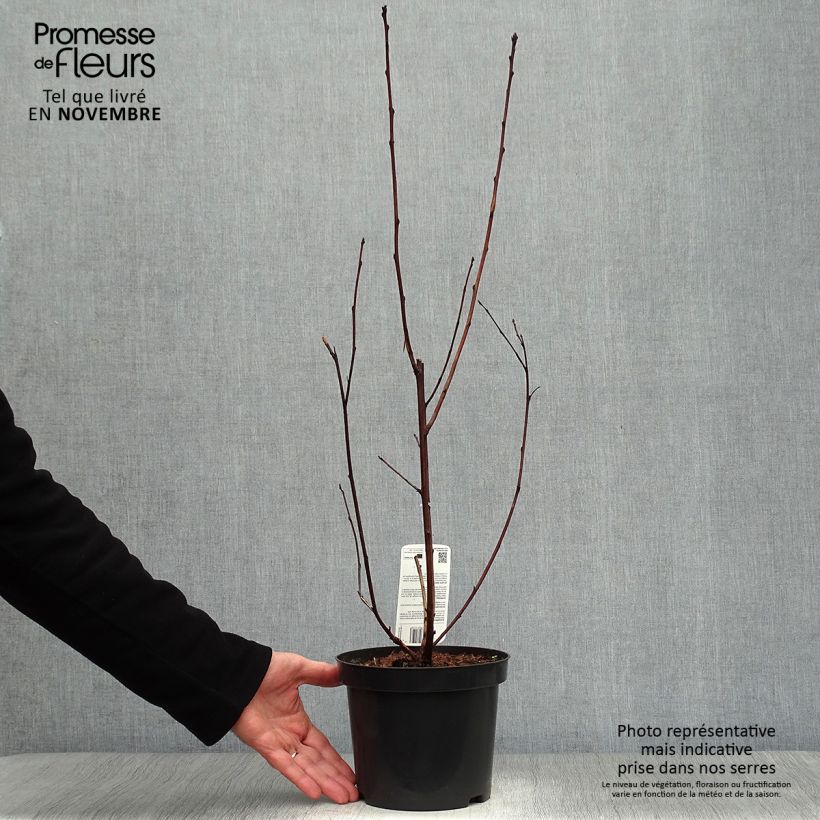 Physocarpus opulifolius Lady in Red - Ninebark 3L/4L pot sample as delivered in autumn