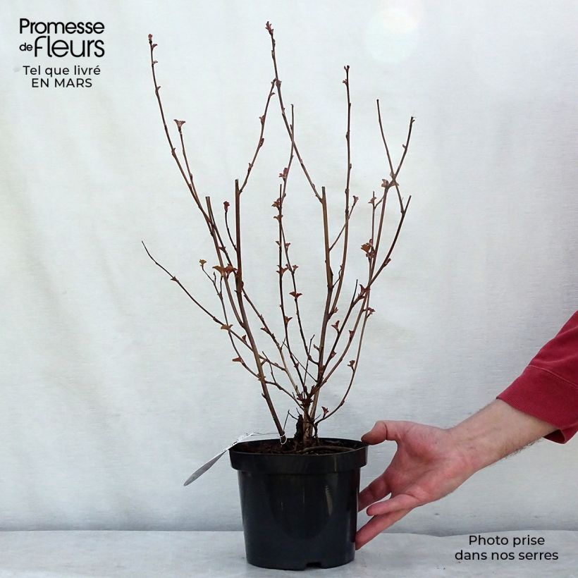 Physocarpus opulifolius Lady in Red - Ninebark 3L/4L pot sample as delivered in winter