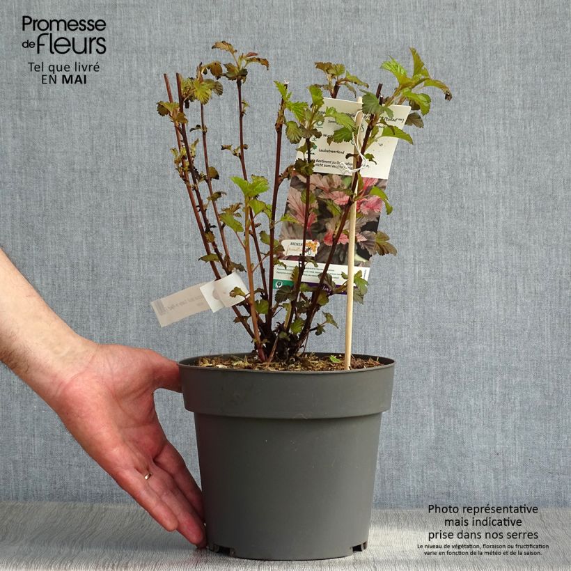 Physocarpus opulifolius Lady in Red - Ninebark 3L/4L pot sample as delivered in spring