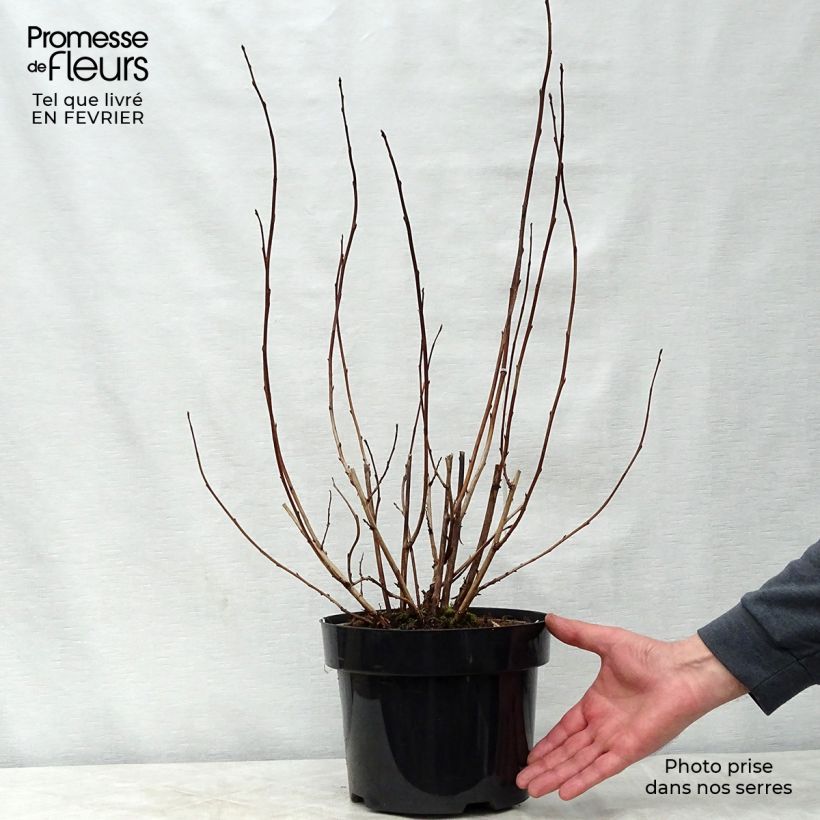 Physocarpus opulifolius Lady in Red - Ninebark 3L/4L pot sample as delivered in winter