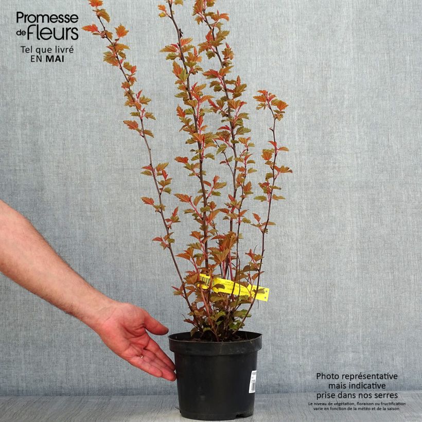 Physocarpus opulifolius Little Angel - Ninebark 2L/3L pot sample as delivered in spring