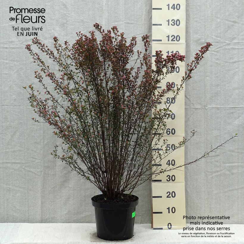 Physocarpus opulifolius Little Devil - Ninebark 7.5L/10L pot sample as delivered in spring