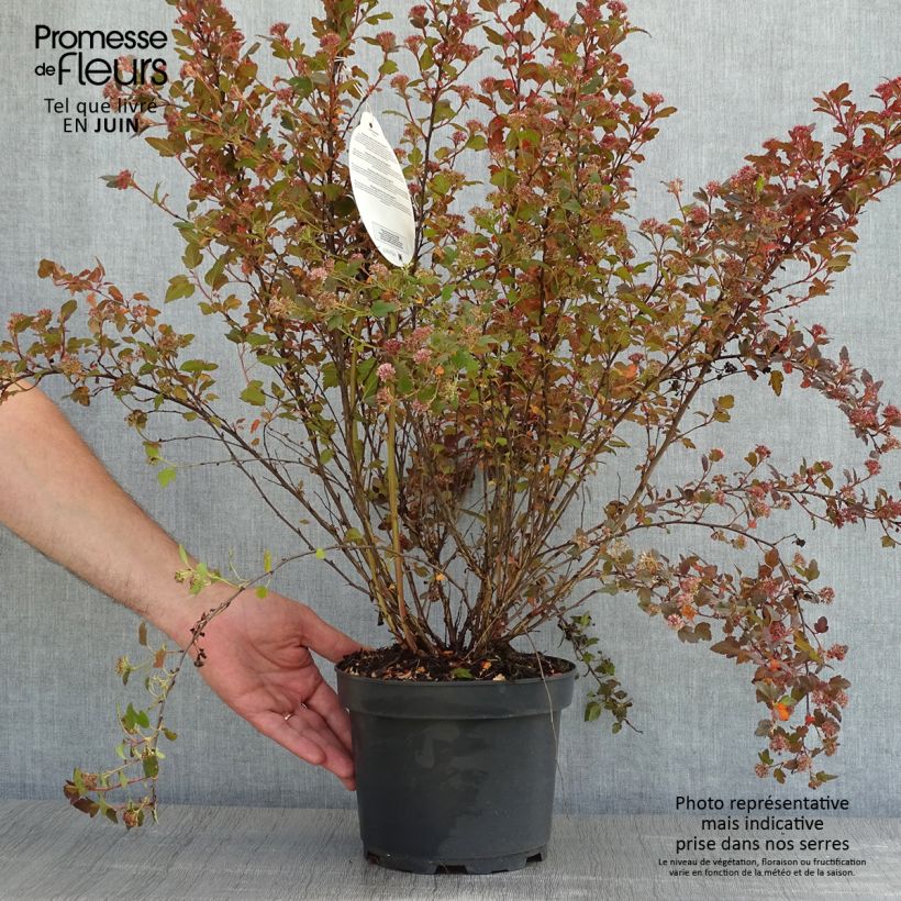 Physocarpus opulifolius Little Joker - Ninebark 2L/3L pot sample as delivered in spring