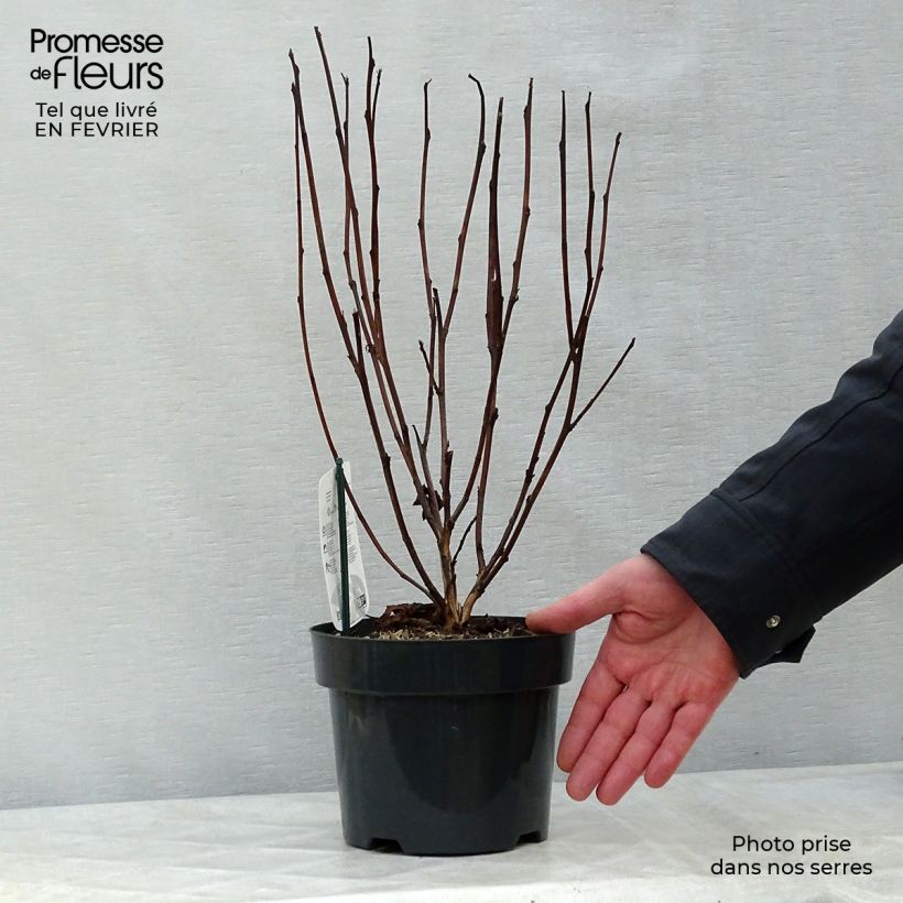 Physocarpus opulifolius Red Baron - Ninebark 2L/3L pot sample as delivered in winter