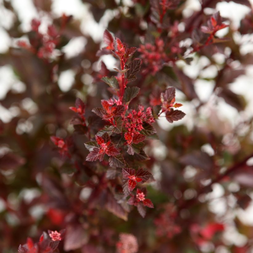 Physocarpus opulifolius Spicy Devil®  - Ninebark (Foliage)