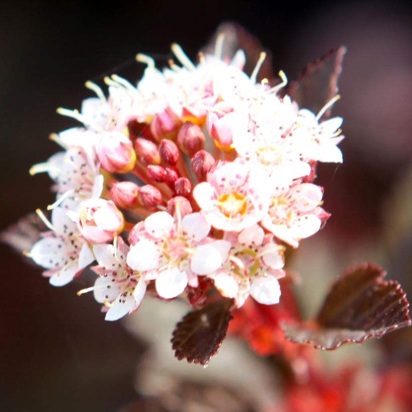 Physocarpus opulifolius Spicy Devil®  - Ninebark (Flowering)