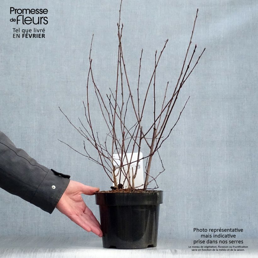 Physocarpus opulifolius Summer Wine - Ninebark 3L/4L pot sample as delivered in winter