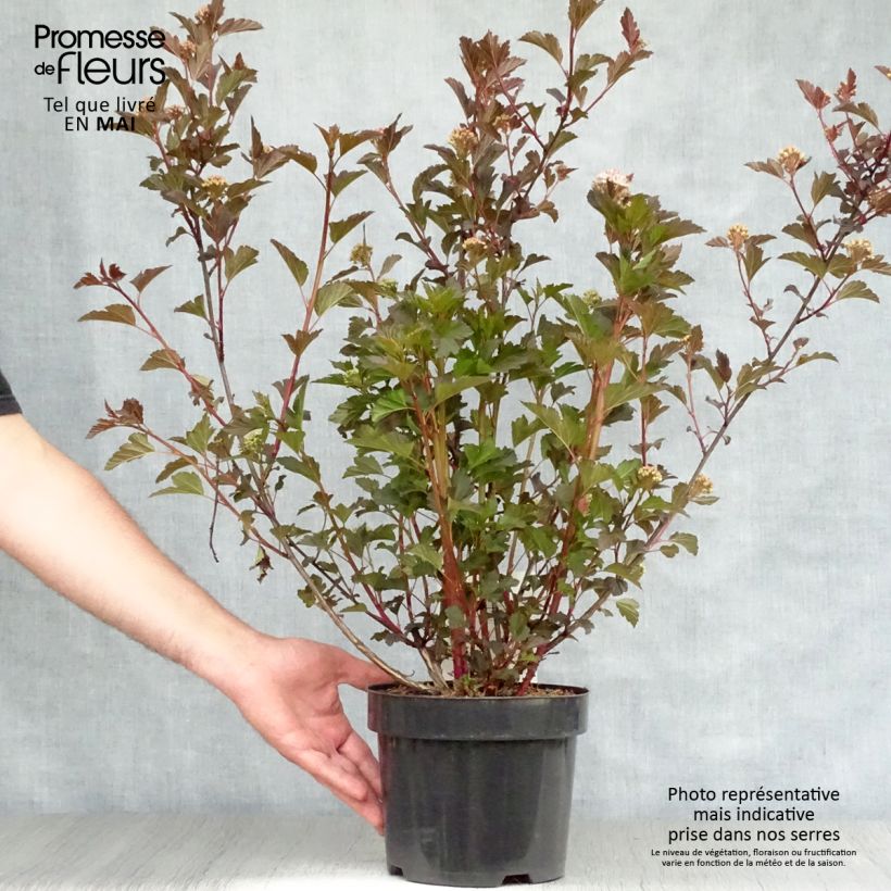 Physocarpus opulifolius Summer Wine - Ninebark 3L/4L pot sample as delivered in spring