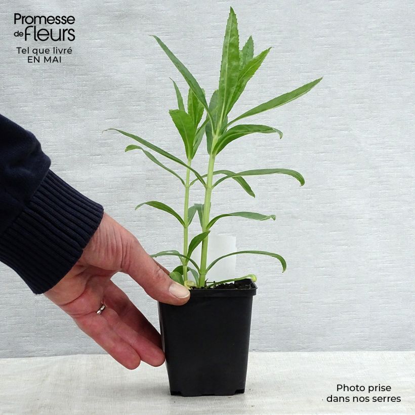 Physostegia virginiana Bouquet Rose - Obedient Plant 7/8 cm pot sample as delivered in spring