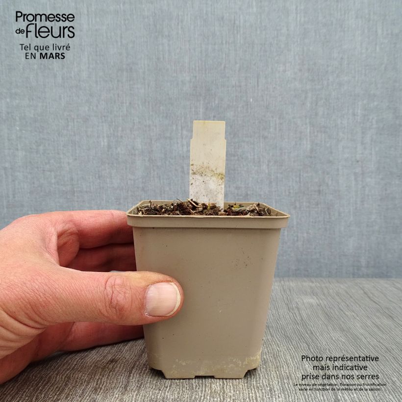 Physostegia virginiana Miss Manners - Obedient Plant 8/9 cm pot sample as delivered in winter