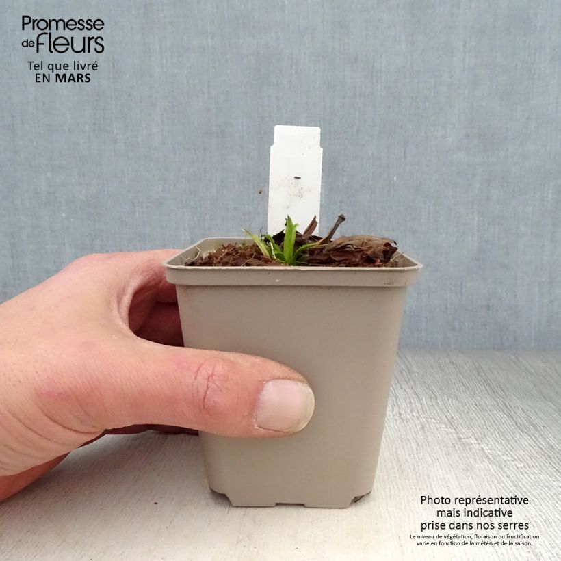 Physostegia virginiana Miss Manners - Obedient Plant 8/9 cm pot sample as delivered in spring