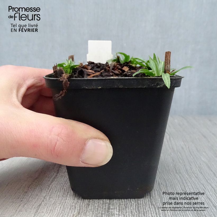 Physostegia virginiana Red Beauty - Obedient Plant 8/9 cm pot sample as delivered in winter