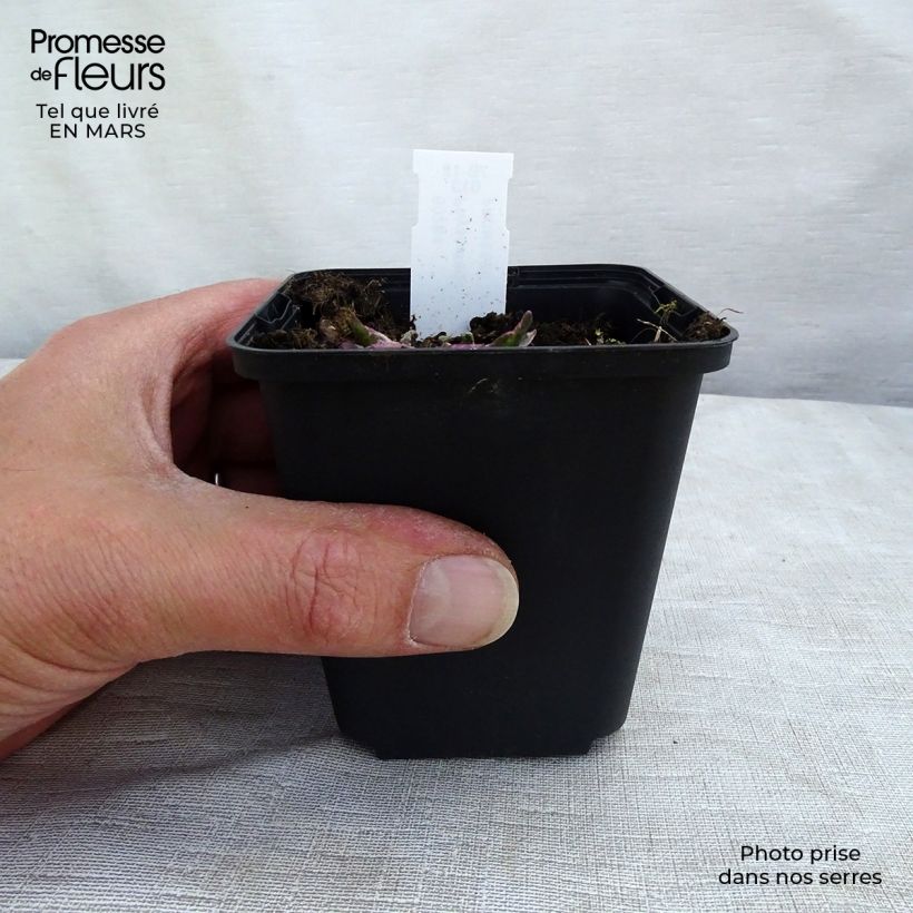 Physostegia virginiana Variegata - Obedient Plant 8/9 cm pot sample as delivered in spring