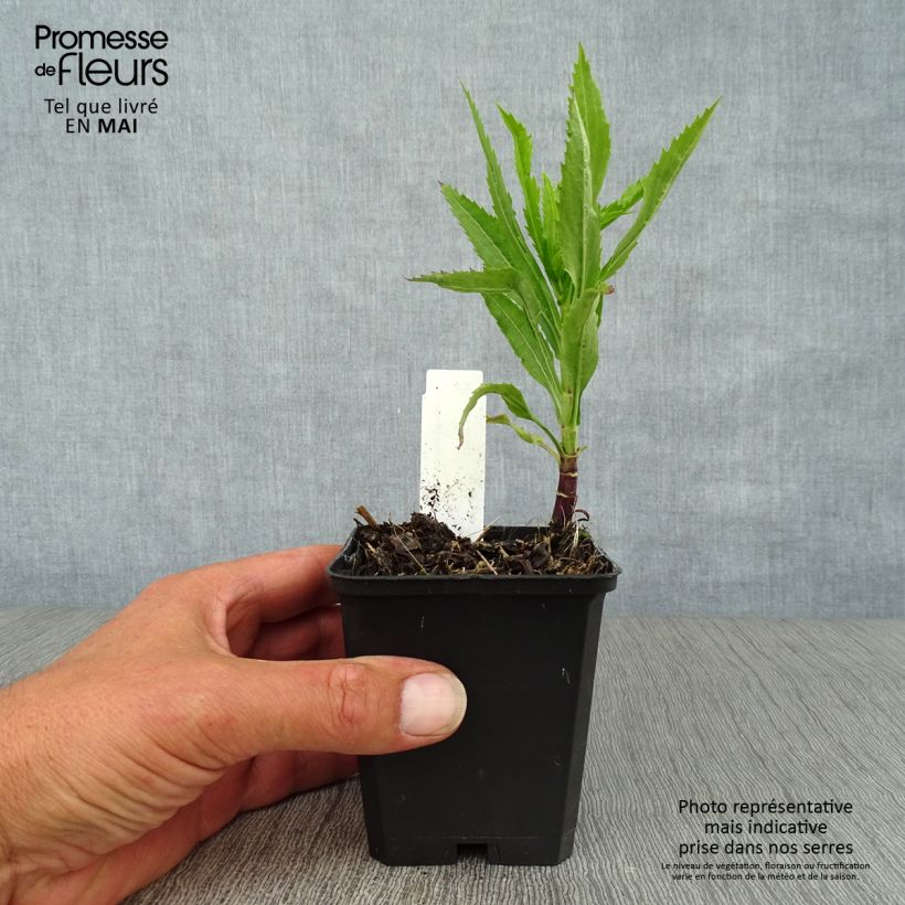 Physostegia virginiana Vivid - Obedient Plant 8/9 cm pot sample as delivered in spring