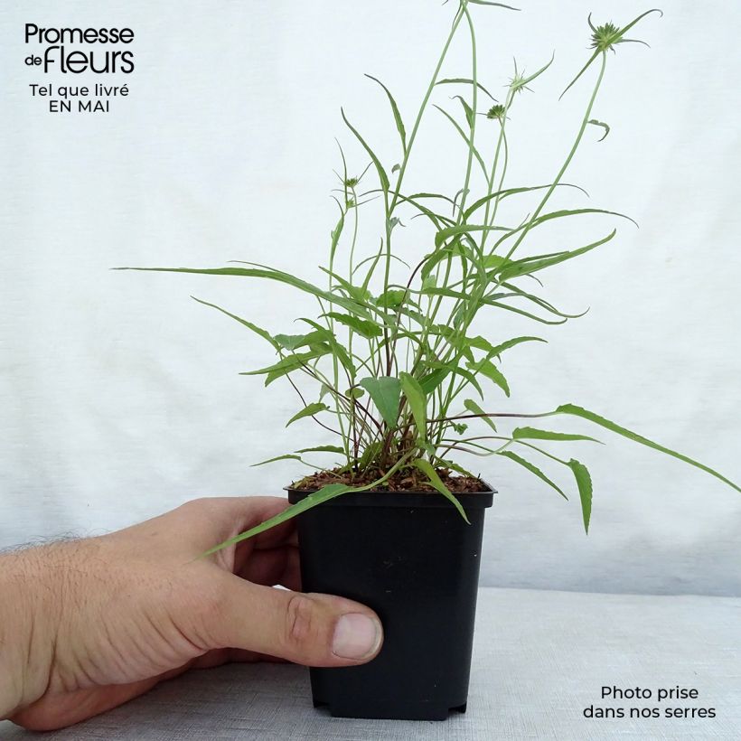 Phyteuma scheuchzeri 8/9 cm pot sample as delivered in spring