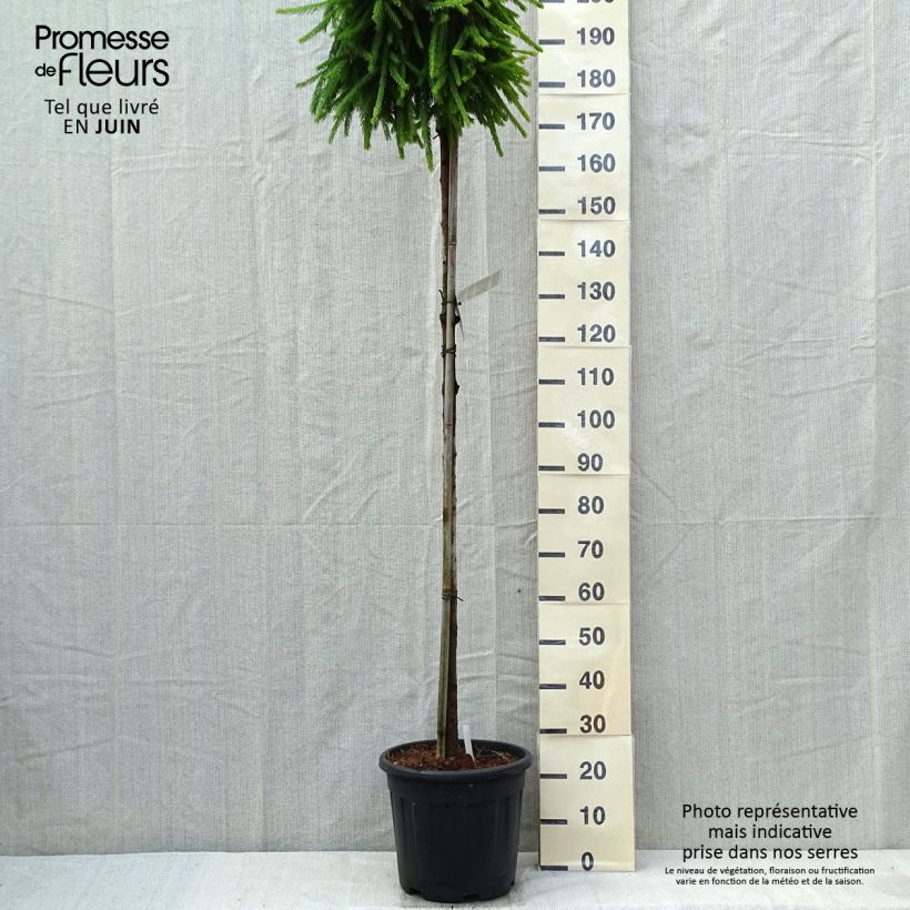 Picea abies Frohburg - Norway Spruce 20L/25L pot, Standard sample as delivered in spring