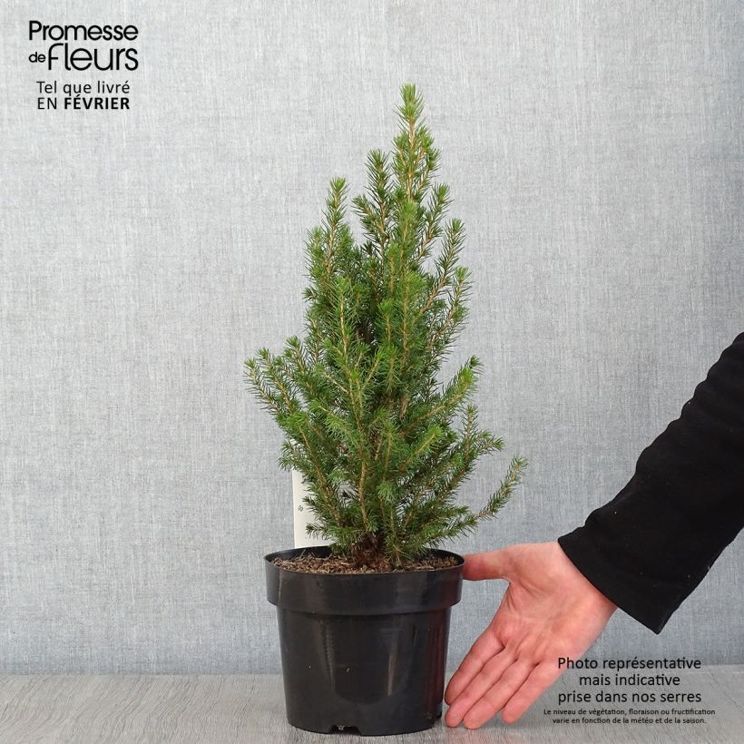 Picea glauca December - White Spruce 3L/4L pot sample as delivered in winter