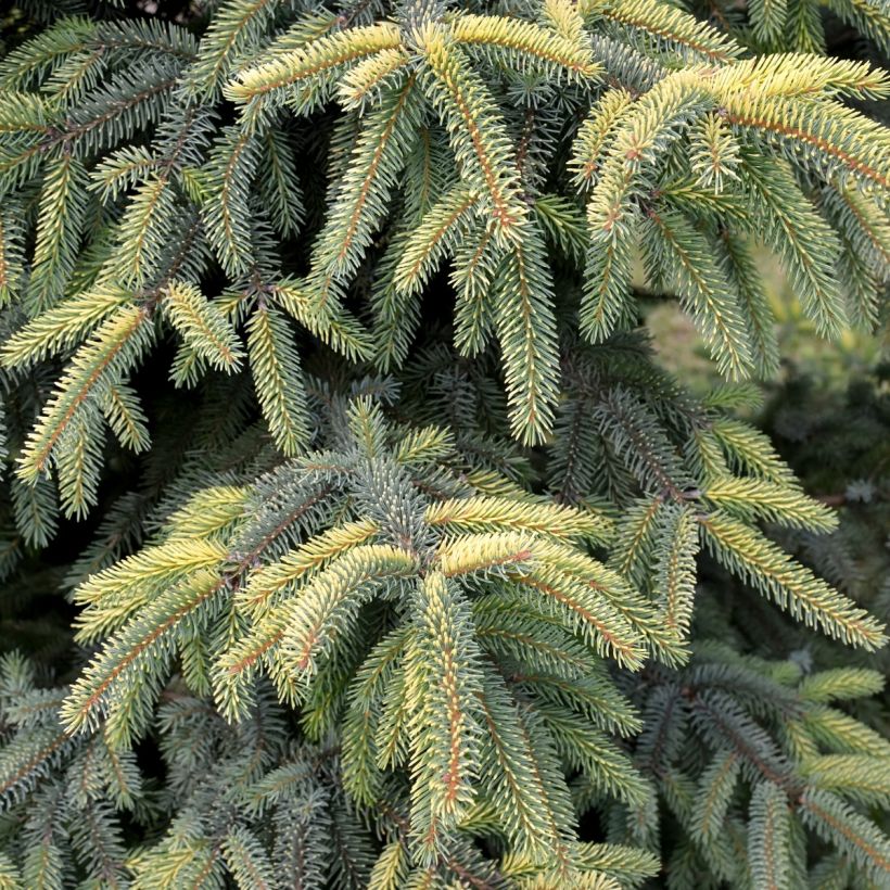 Picea mariana Aurea - Black Spruce (Foliage)