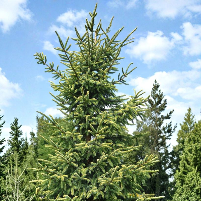 Picea mariana Aurea - Black Spruce (Plant habit)