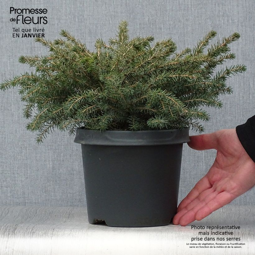 Picea mariana Nana - Black Spruce 2L/3L pot sample as delivered in winter