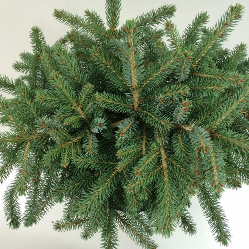 Picea Machala (Foliage)